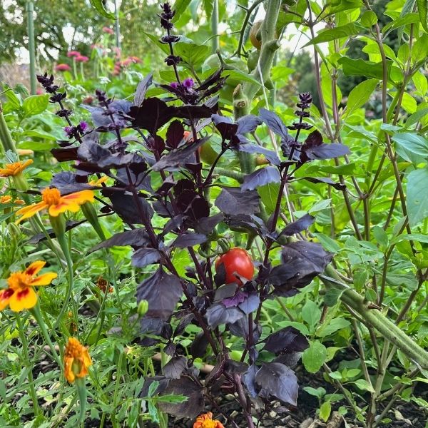 Purple basil plant growing in a garden bed with a ripe cherry tomato and marigold flowers, surrounded by lush green foliage.